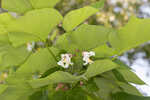 Southern catalpa